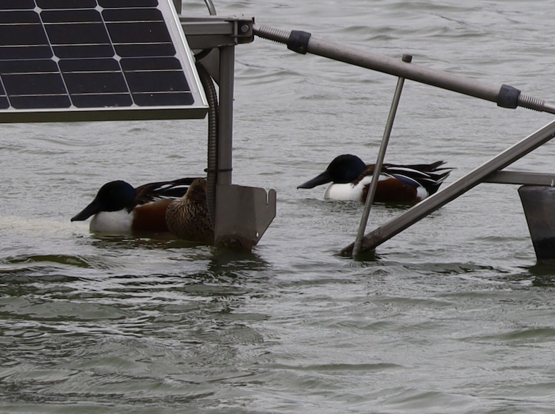 Northern Shoveler - Mohini Rawool-Sullivan