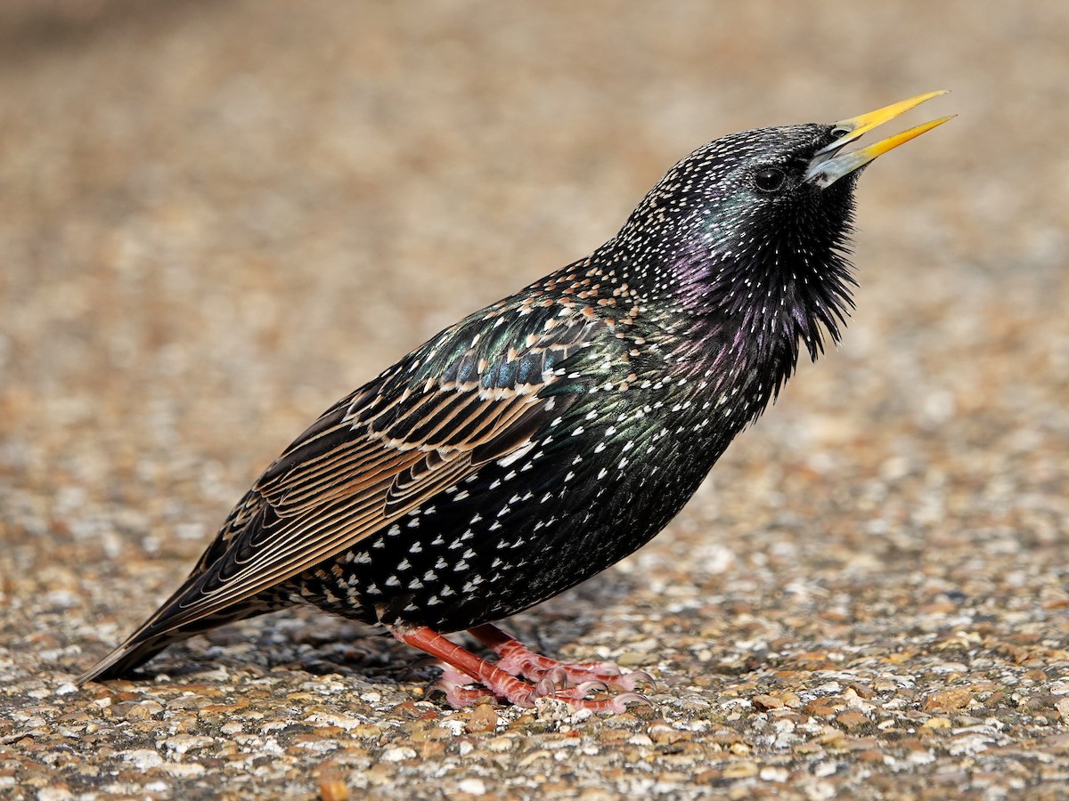 European Starling - Thomas Gibson