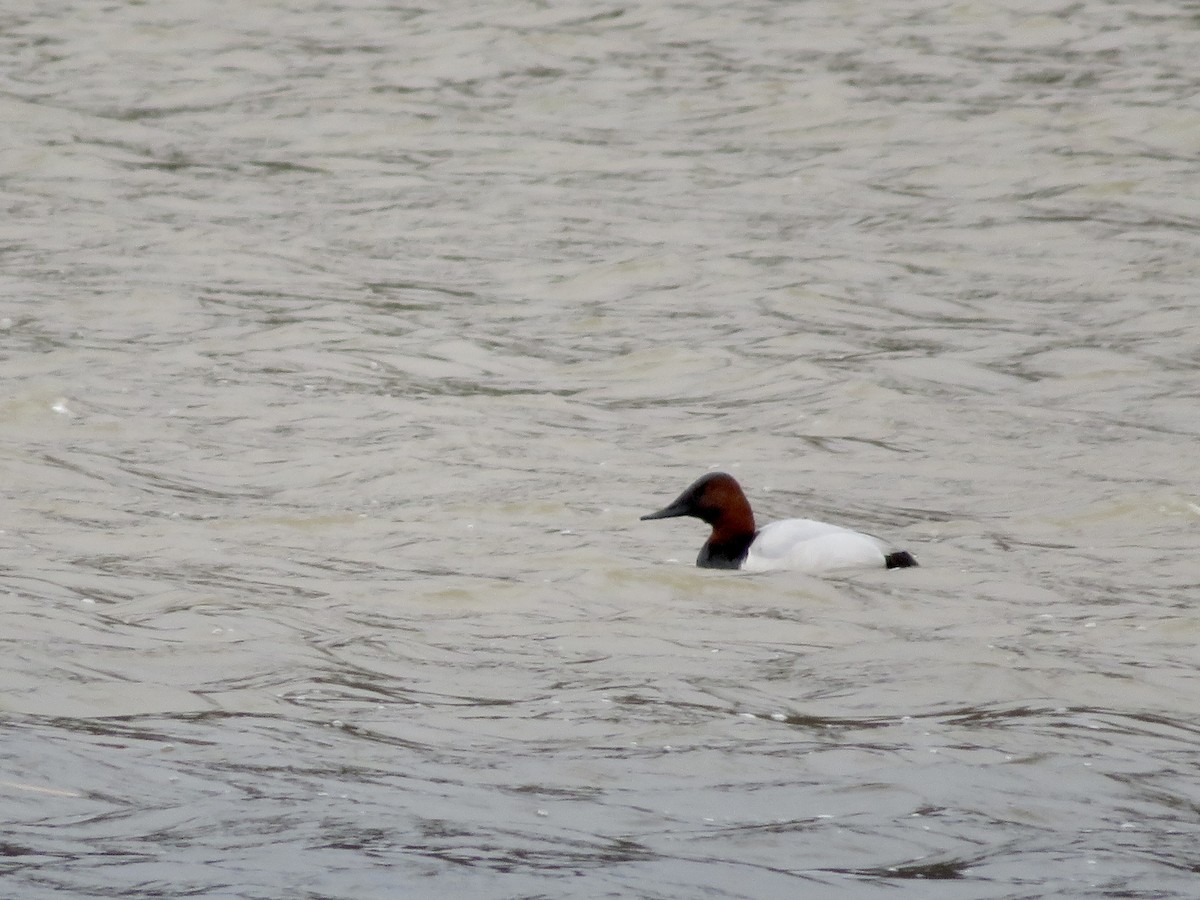 Canvasback - ML616870845