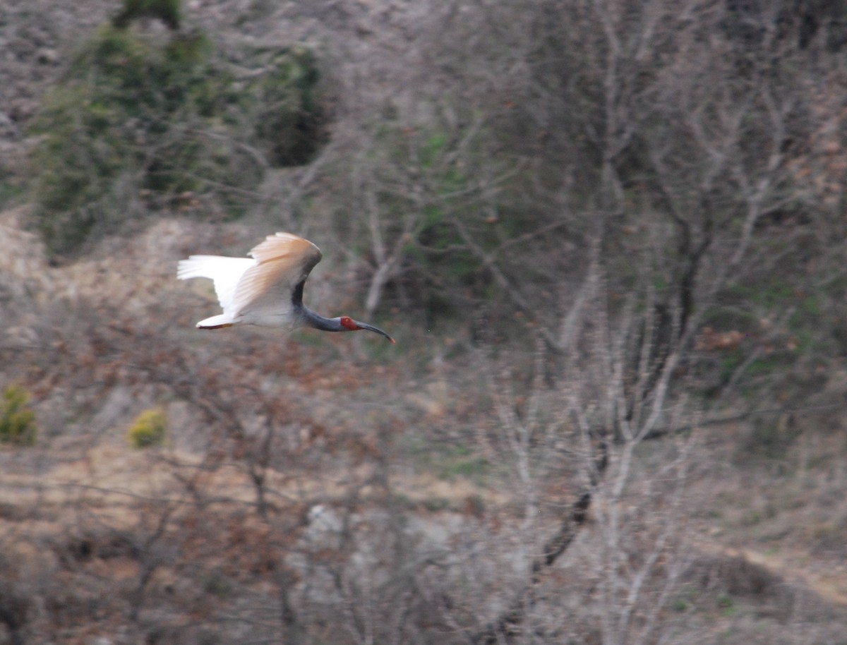 ibis čínský - ML616870851