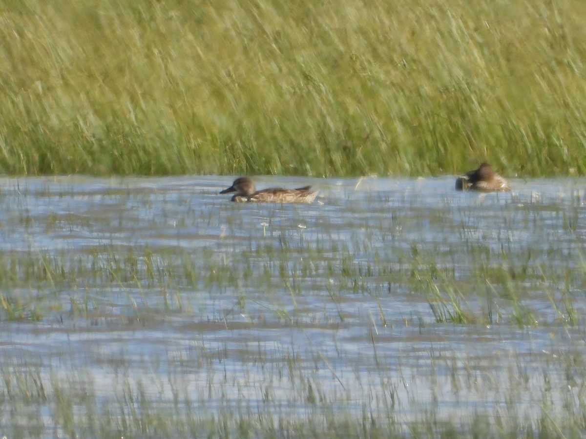 Blue-winged Teal - Fernando Jubete Guzon