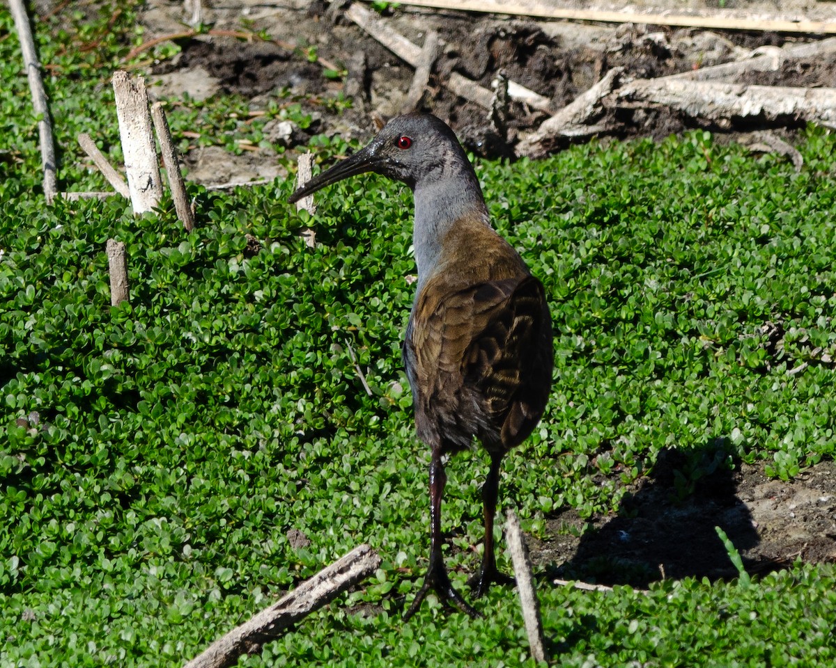 Plumbeous Rail - ML616870890