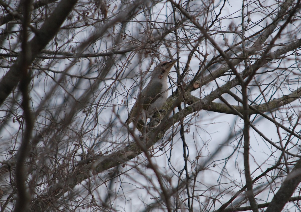 Gray-headed Woodpecker - Cal Stuebner