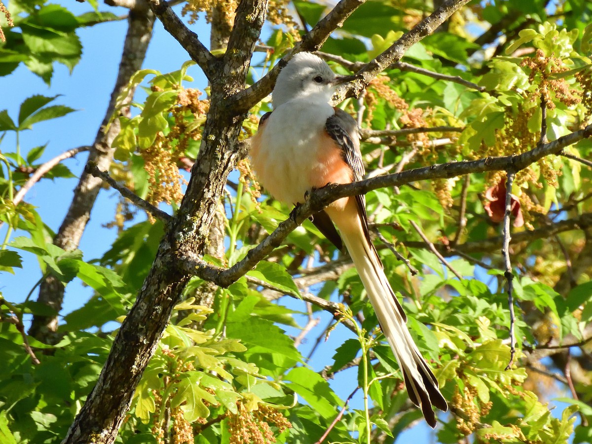 Scissor-tailed Flycatcher - ML616870903