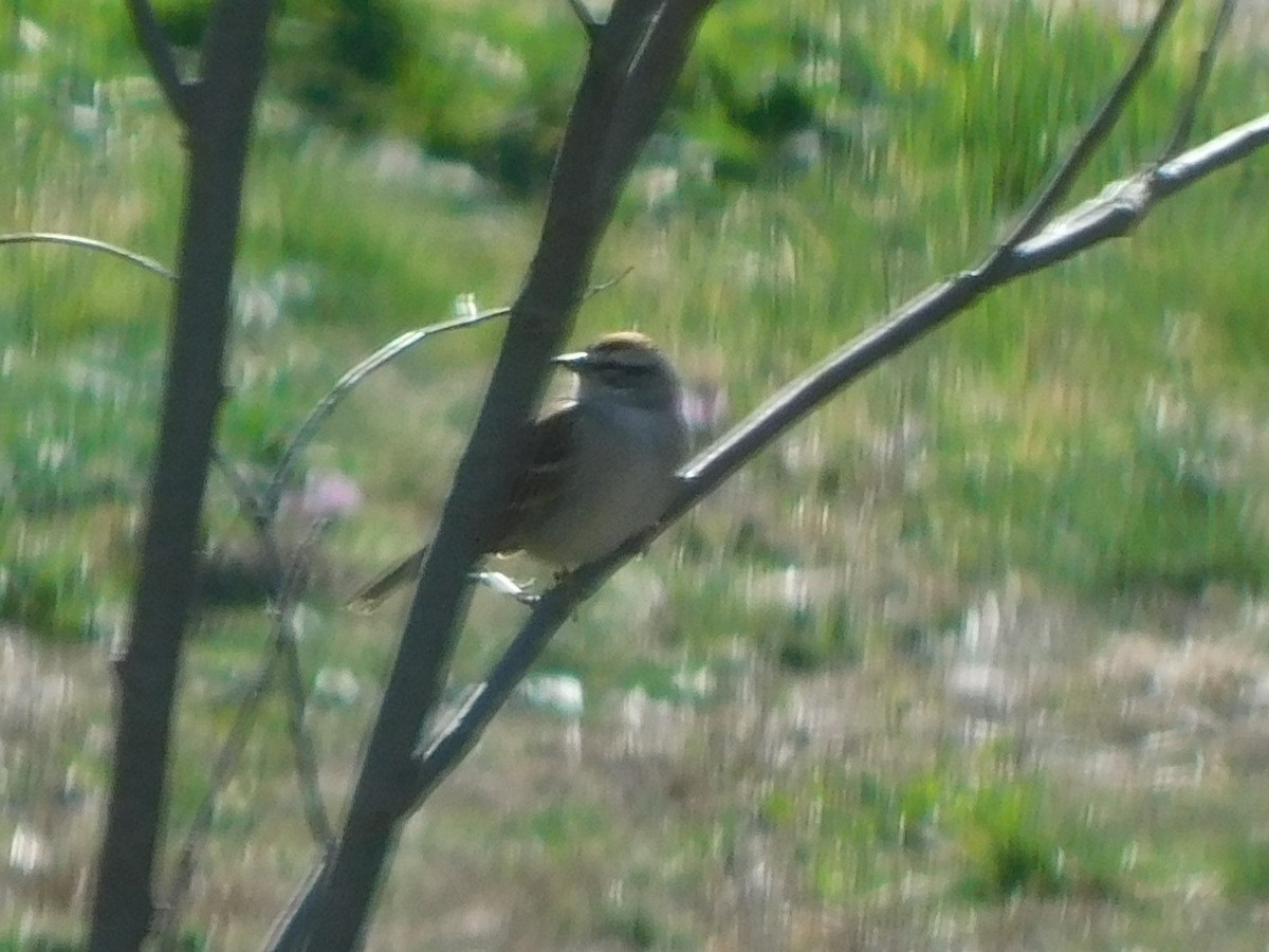 Chipping Sparrow - ML616870907