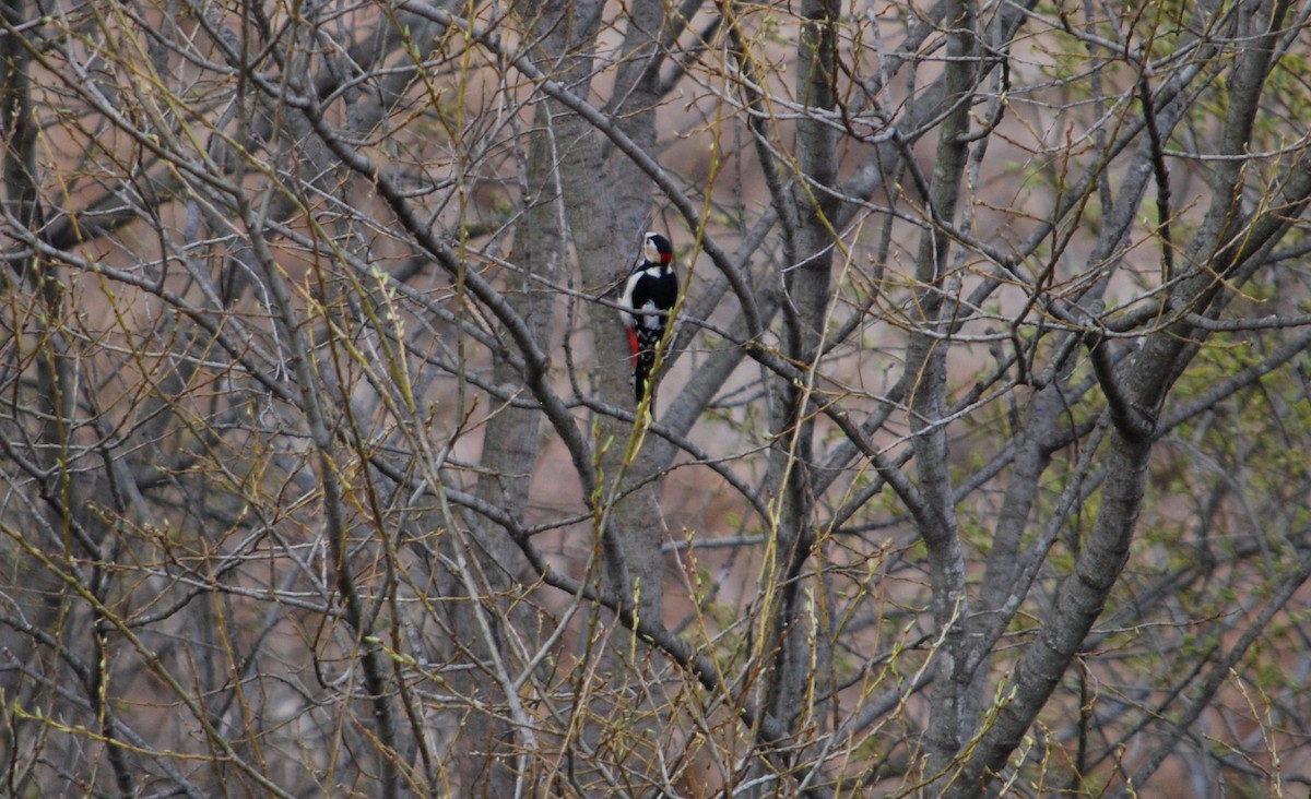 Great Spotted Woodpecker - Cal Stuebner