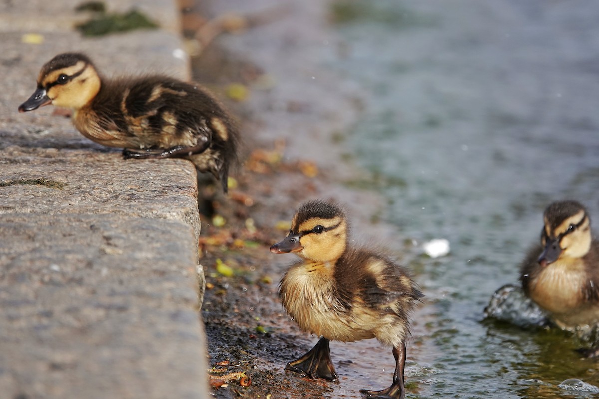 Mallard - Thomas Gibson