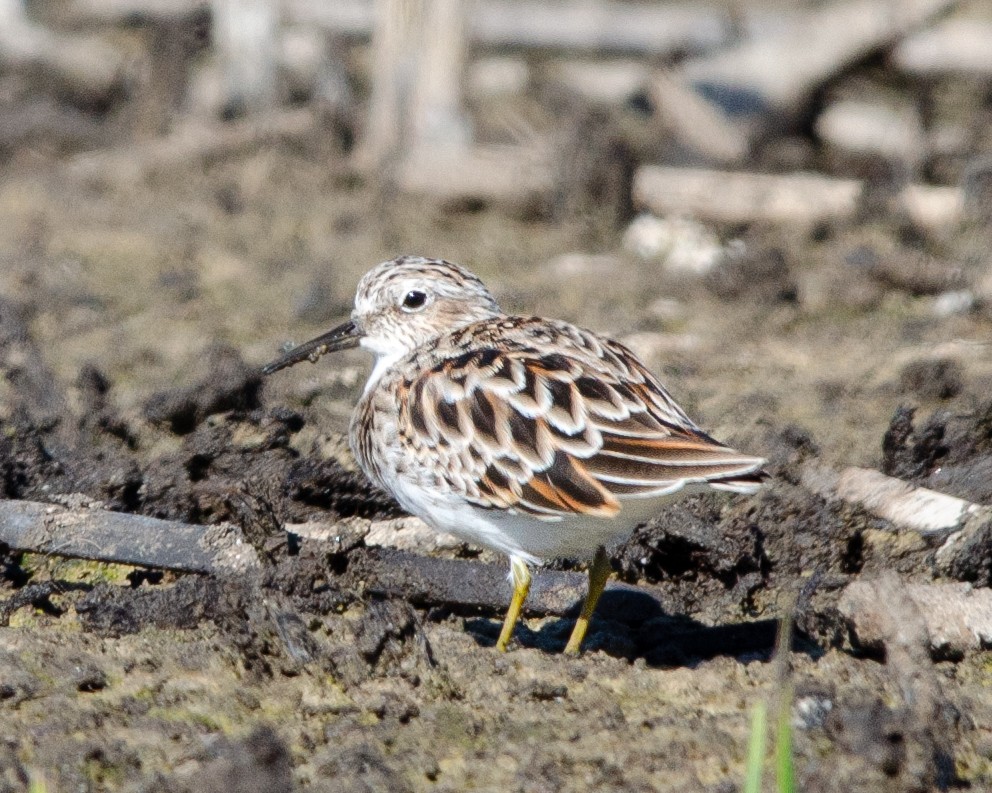 Least Sandpiper - ML616870966