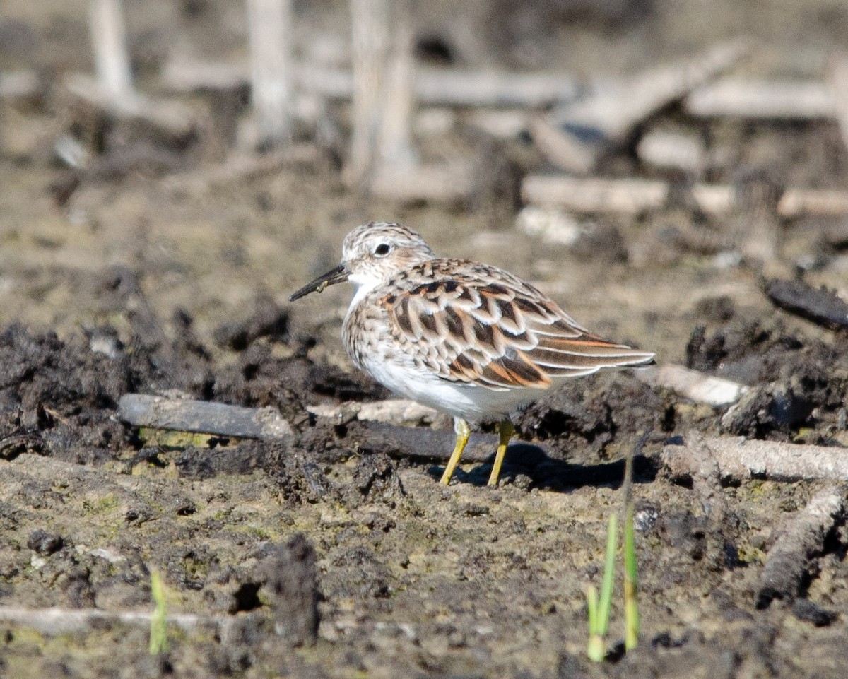 Least Sandpiper - ML616870969