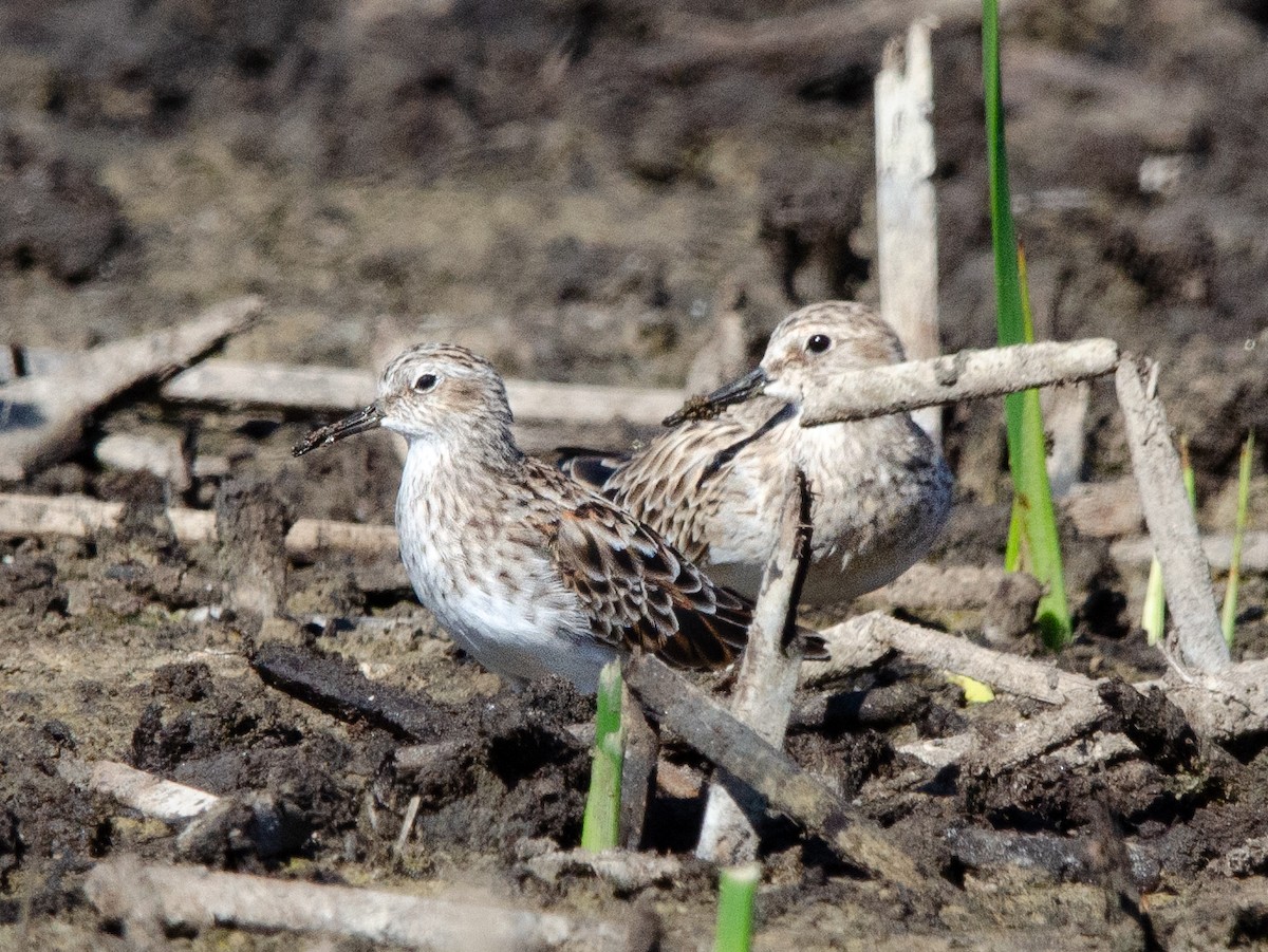 Least Sandpiper - ML616870970