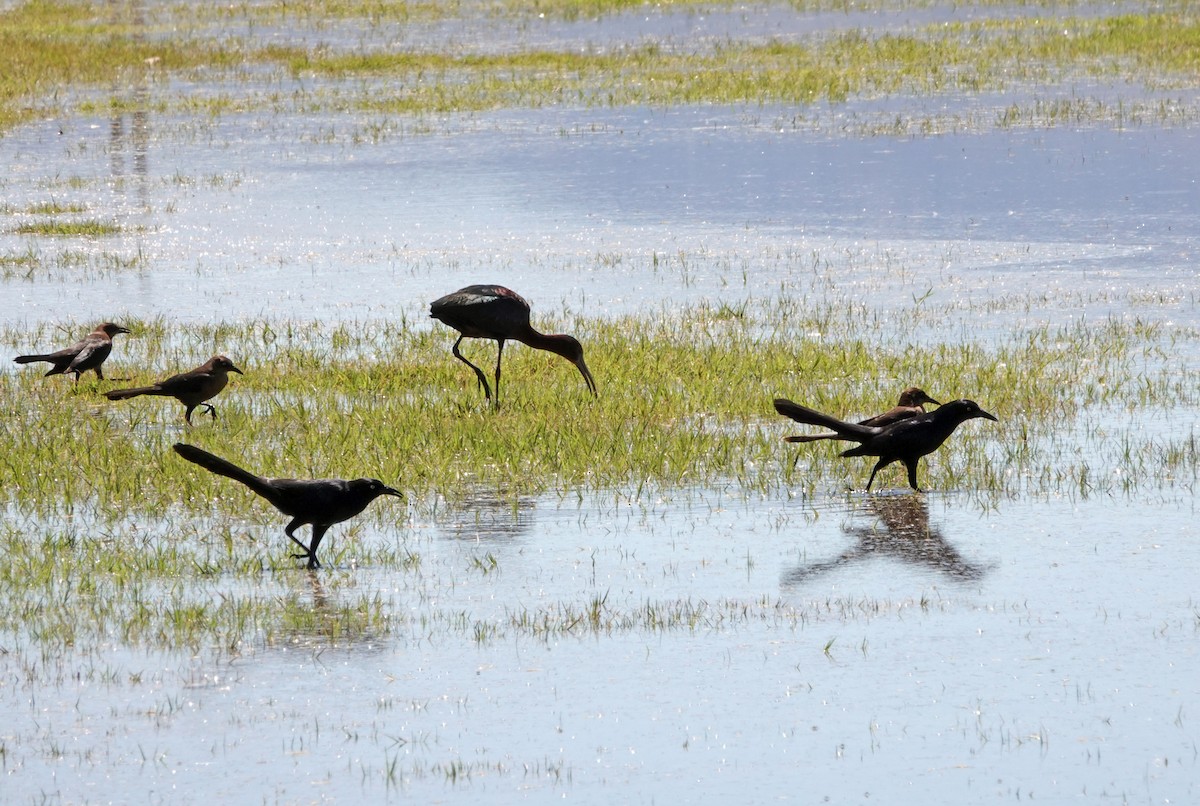 Great-tailed Grackle - Diane Drobka