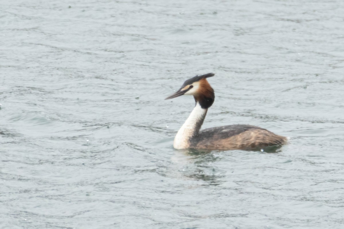 Great Crested Grebe - ML616871056