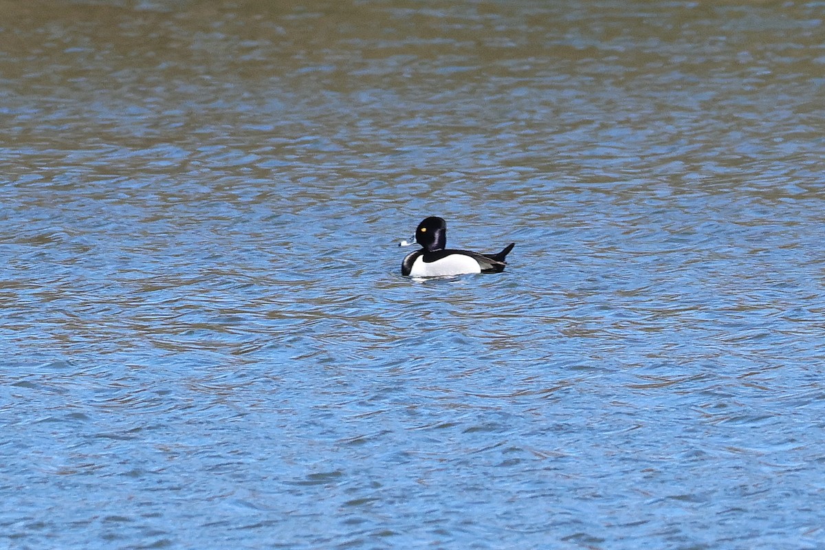 Ring-necked Duck - Stan Chapman