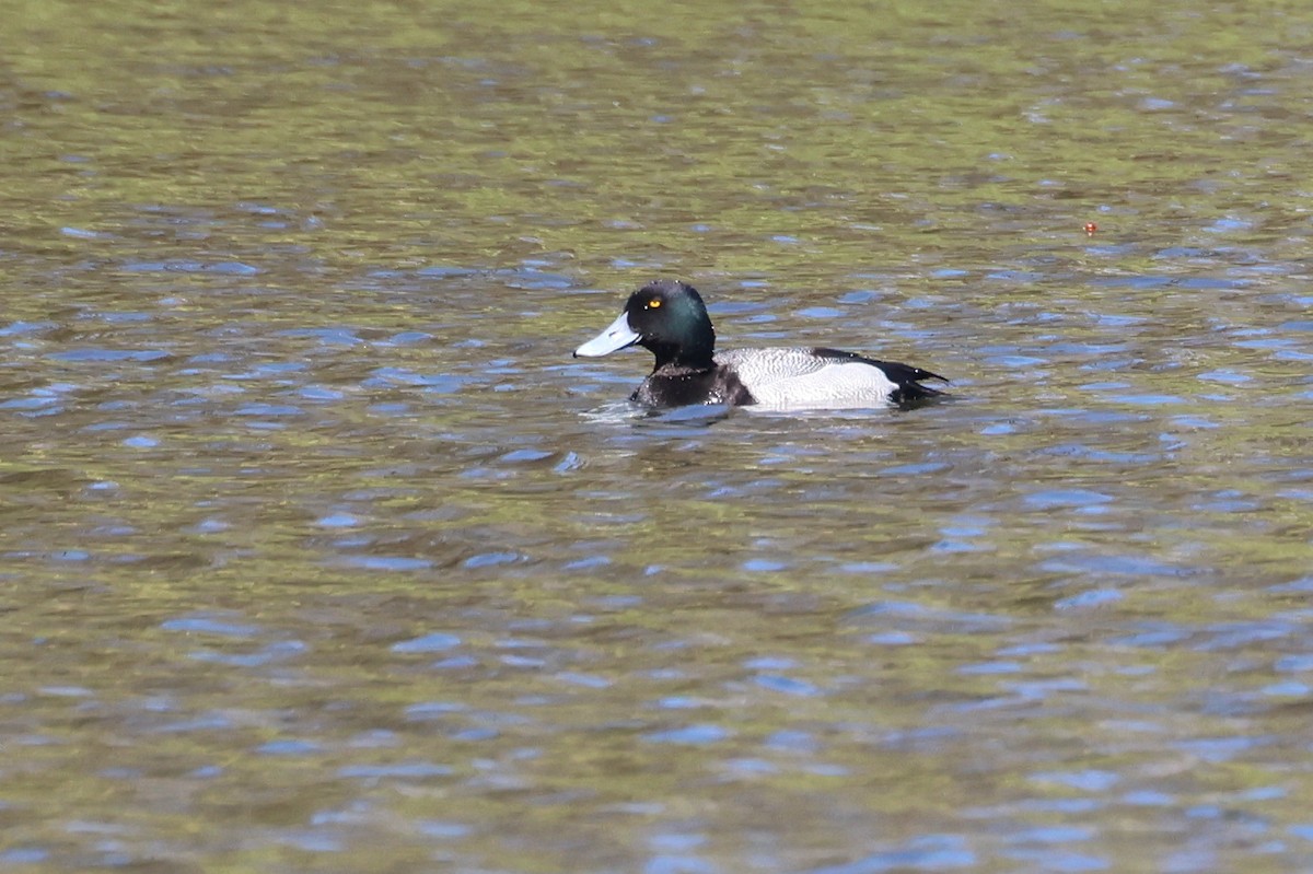 Lesser Scaup - Stan Chapman