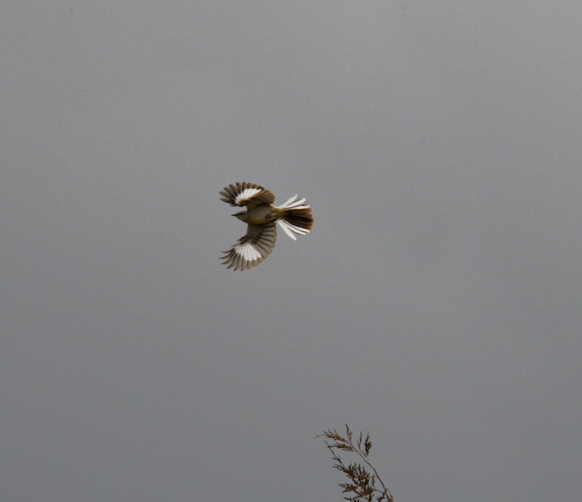 Northern Mockingbird - ML616871105