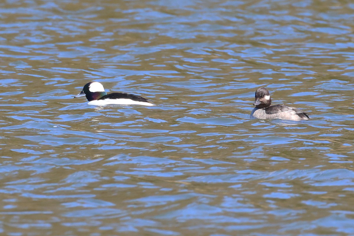 Bufflehead - Stan Chapman