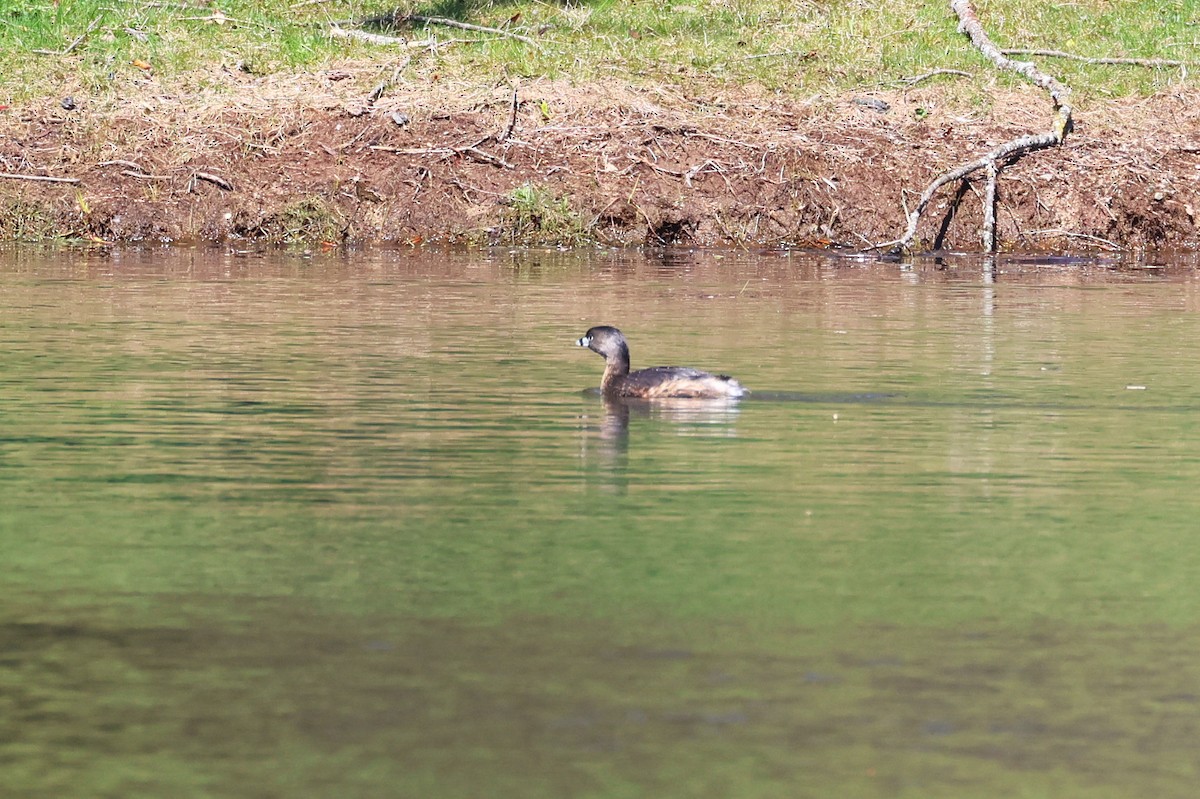 Pied-billed Grebe - Stan Chapman