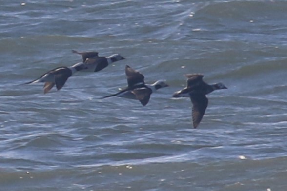 Long-tailed Duck - ML616871147