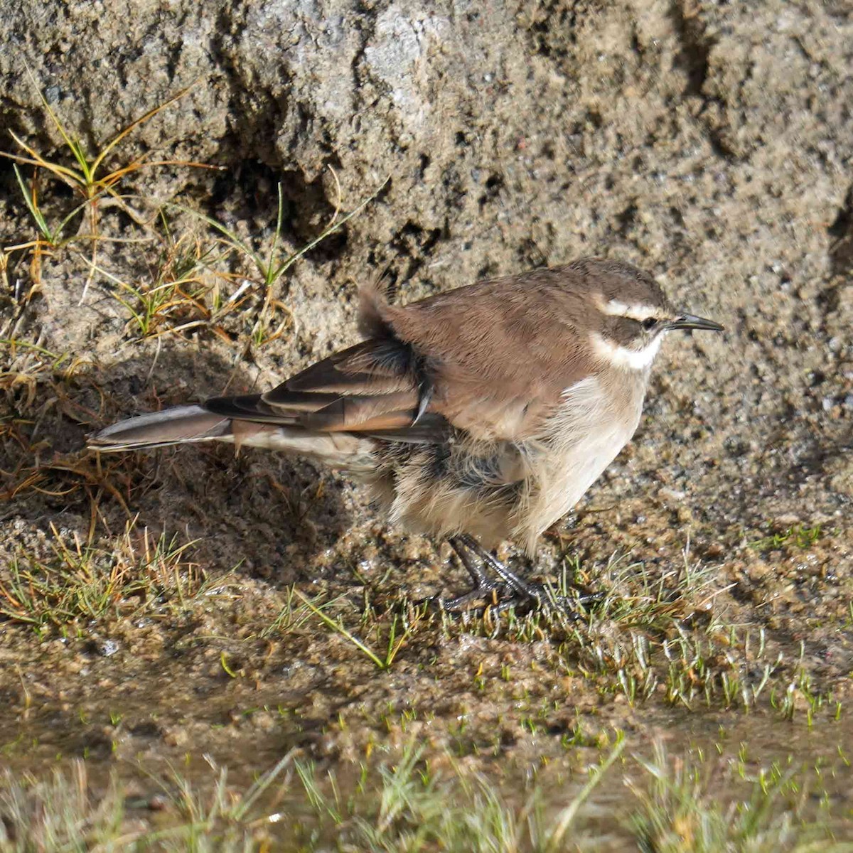 Cream-winged Cinclodes - Basia Kruszewska