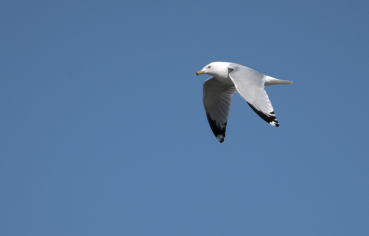 Ring-billed Gull - ML616871203