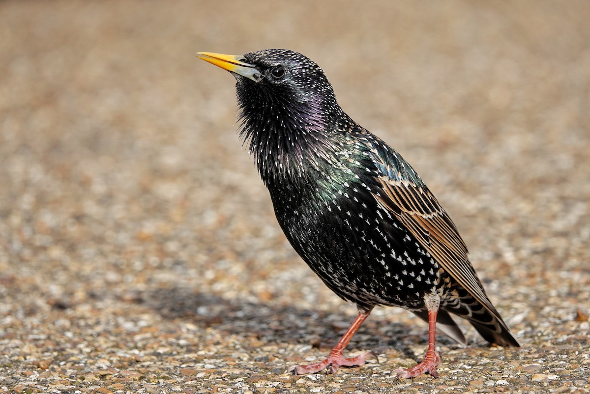 European Starling - ML616871213