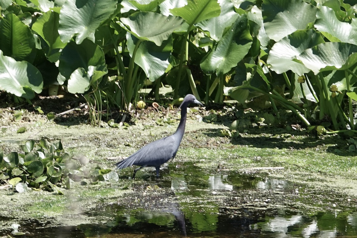 Little Blue Heron - ML616871225