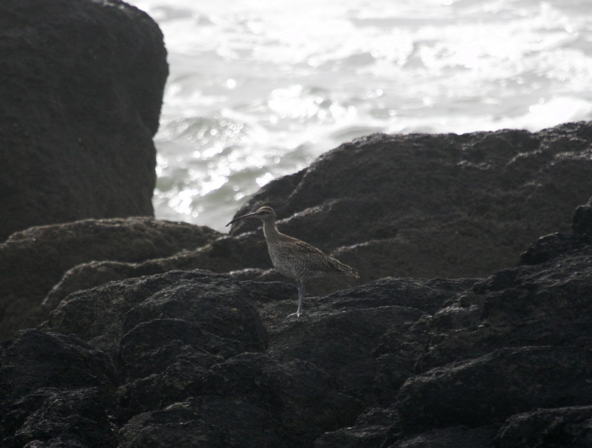 Whimbrel - ML616871244