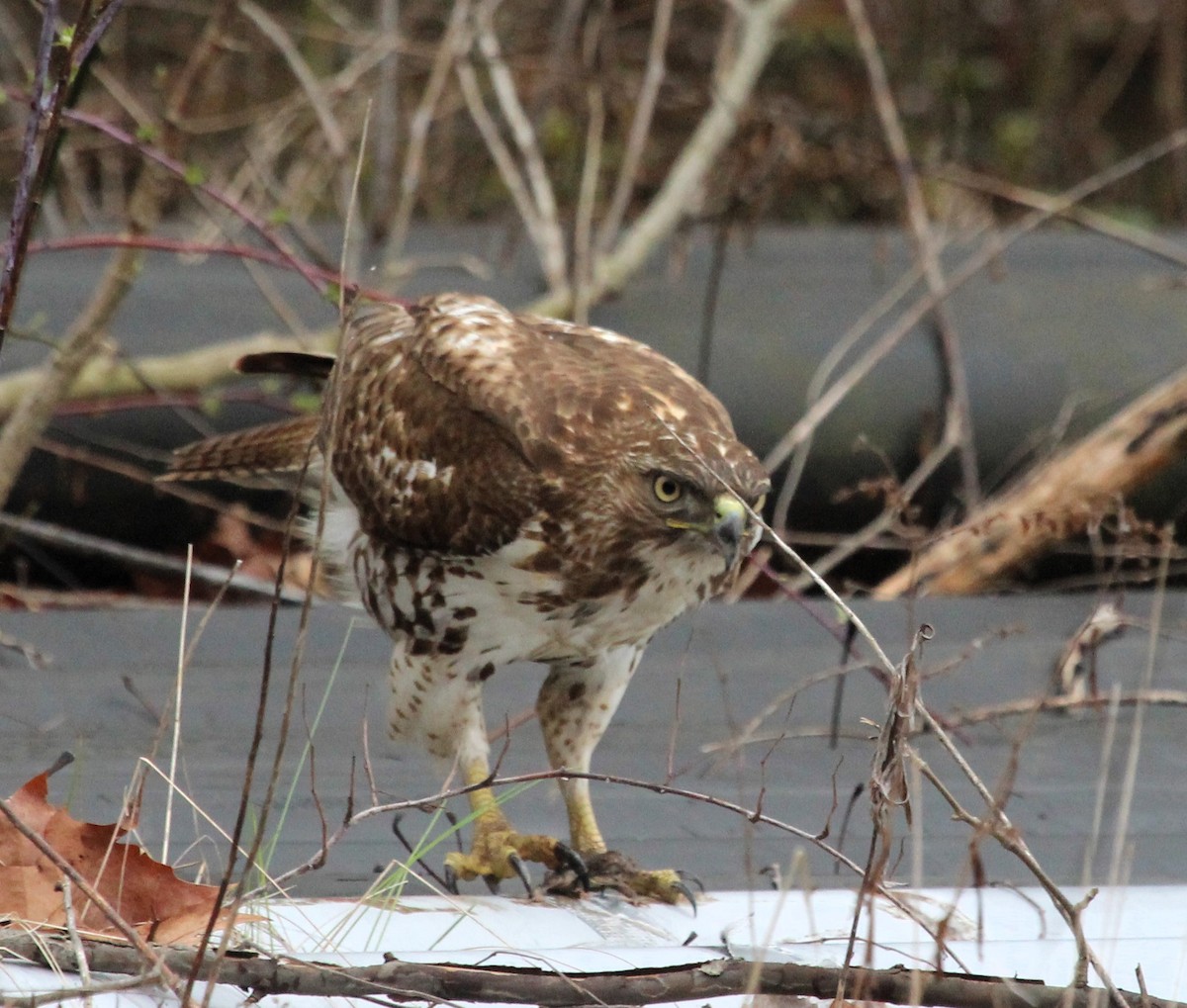 Red-tailed Hawk - ML616871344