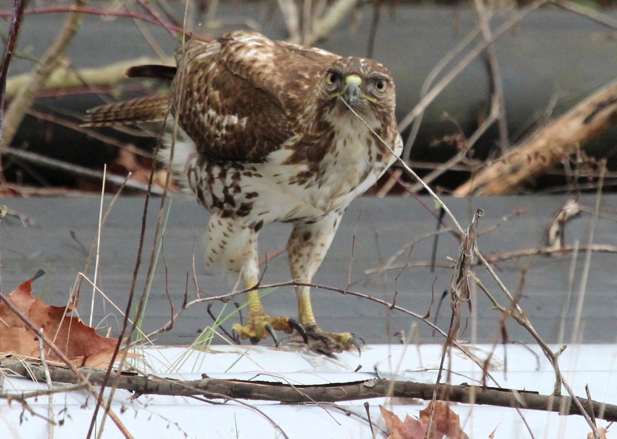 Red-tailed Hawk - ML616871345