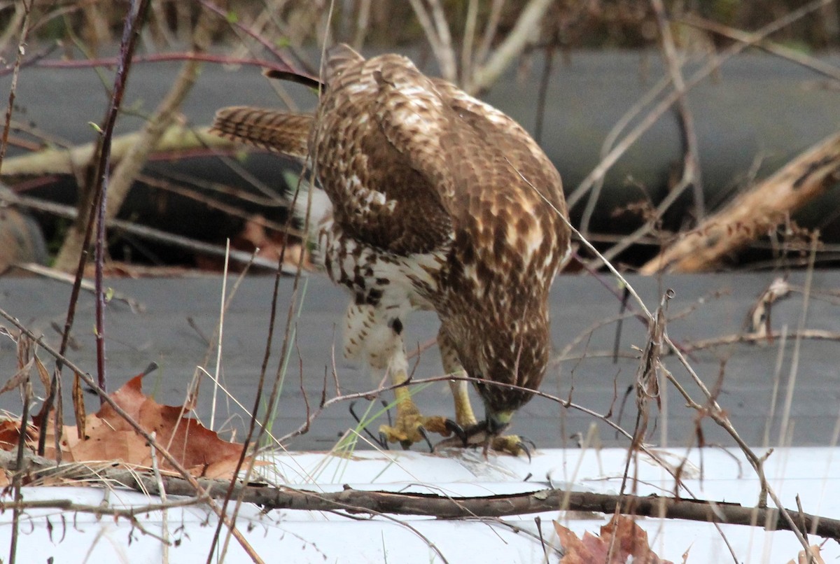 Red-tailed Hawk - ML616871346