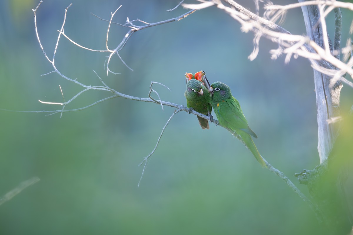 Conure de Santa Marta - ML616871362