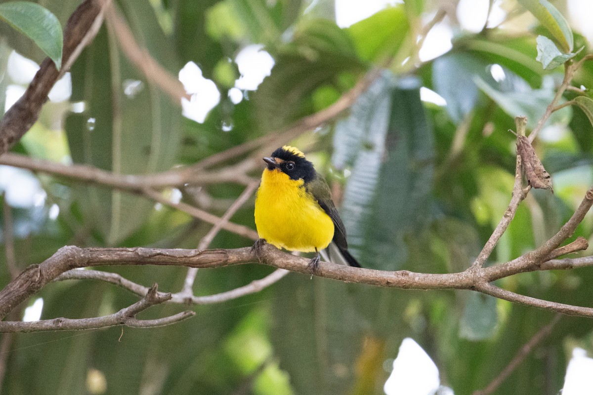 Yellow-crowned Redstart - ML616871388