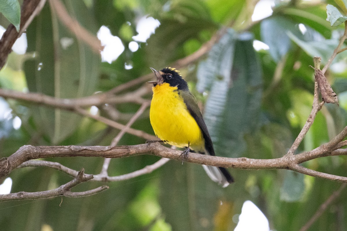 Yellow-crowned Redstart - John C. Mittermeier