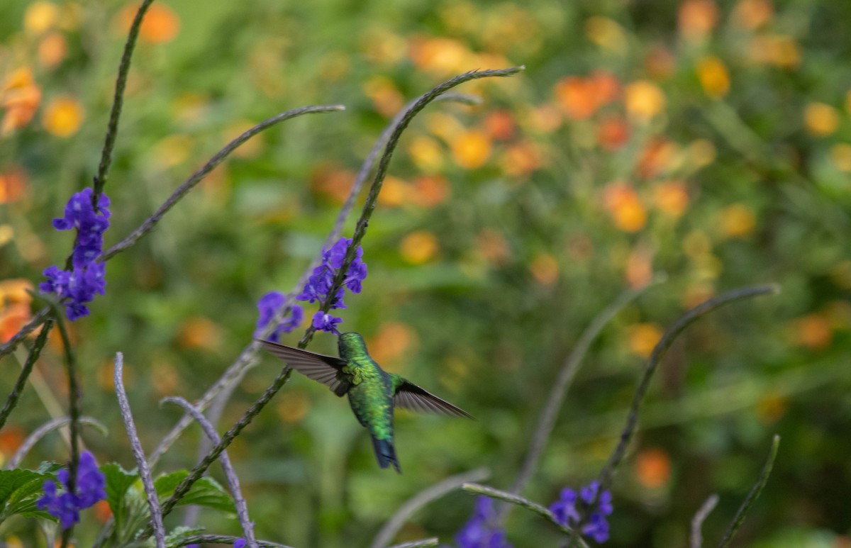 Steely-vented Hummingbird - Frederico Crema Leis