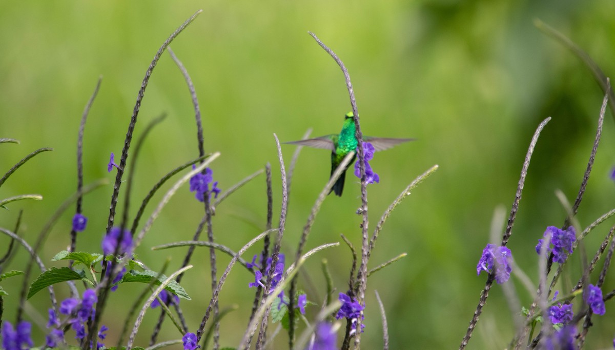 Steely-vented Hummingbird - Frederico Crema Leis