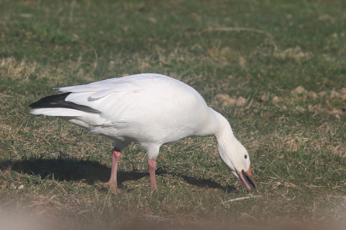 Snow Goose - ML616871545