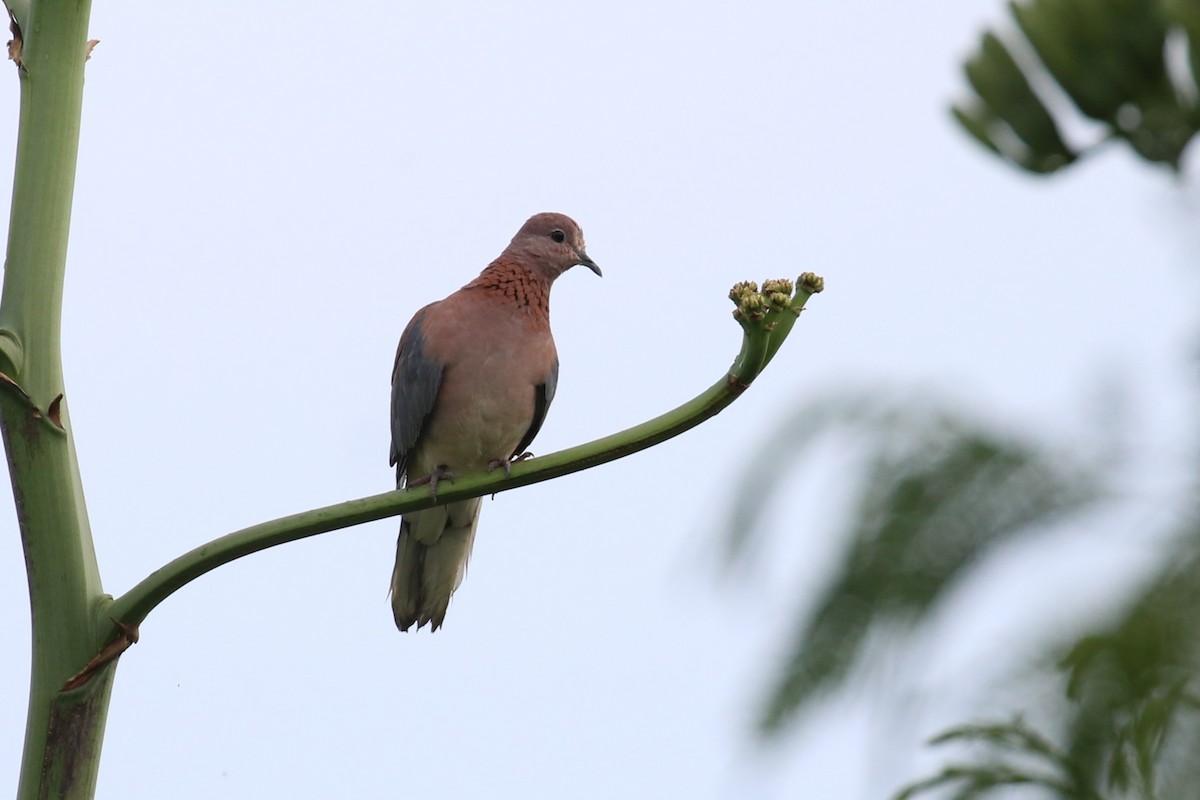 Laughing Dove - ML616871597