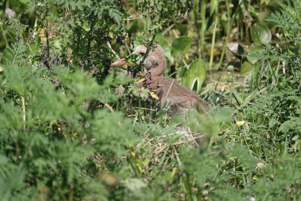 Sandhill Crane - ML616871606