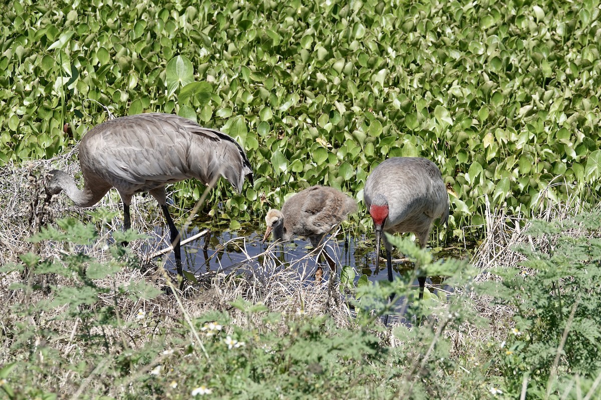 Sandhill Crane - ML616871622