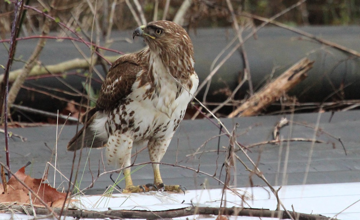 Red-tailed Hawk - ML616871694