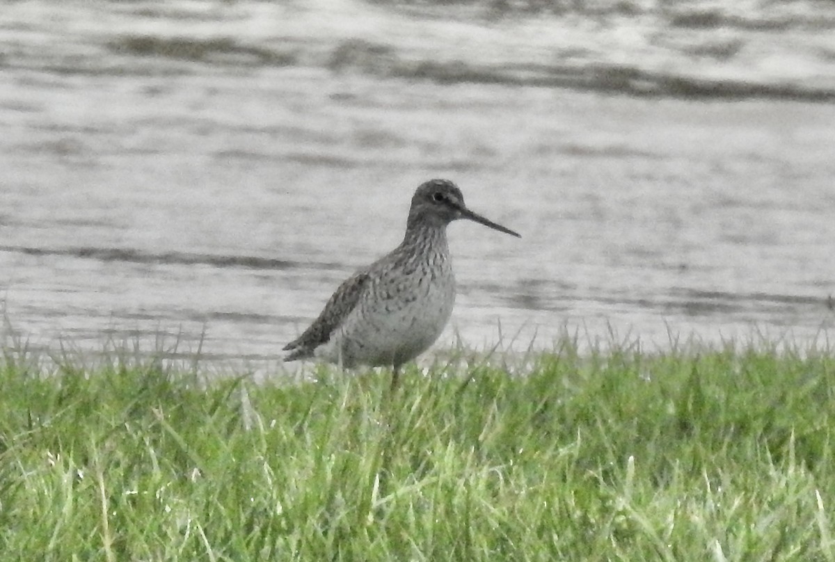 Greater Yellowlegs - ML616871698