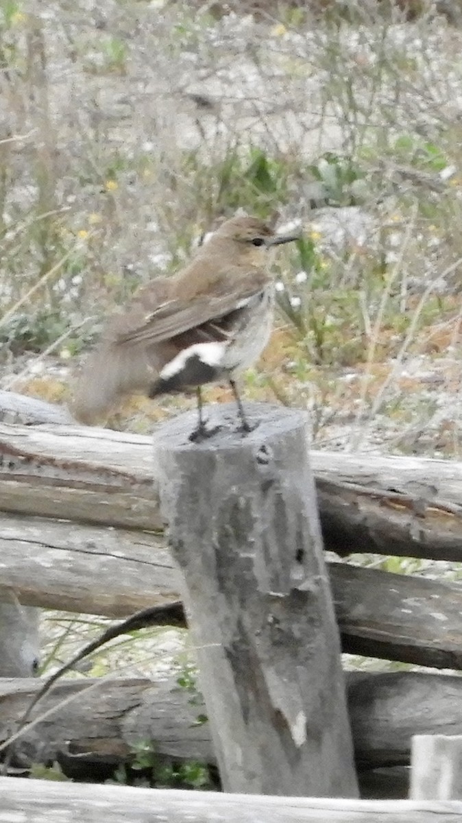 Isabelline Wheatear - ML616871704