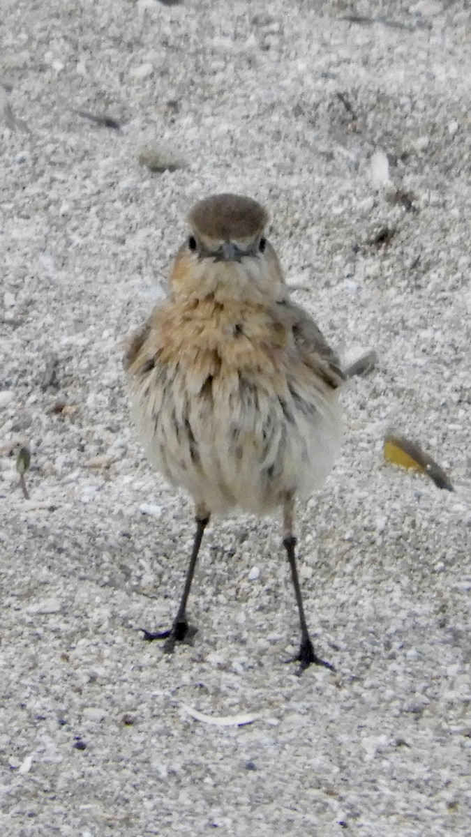 Isabelline Wheatear - ML616871705