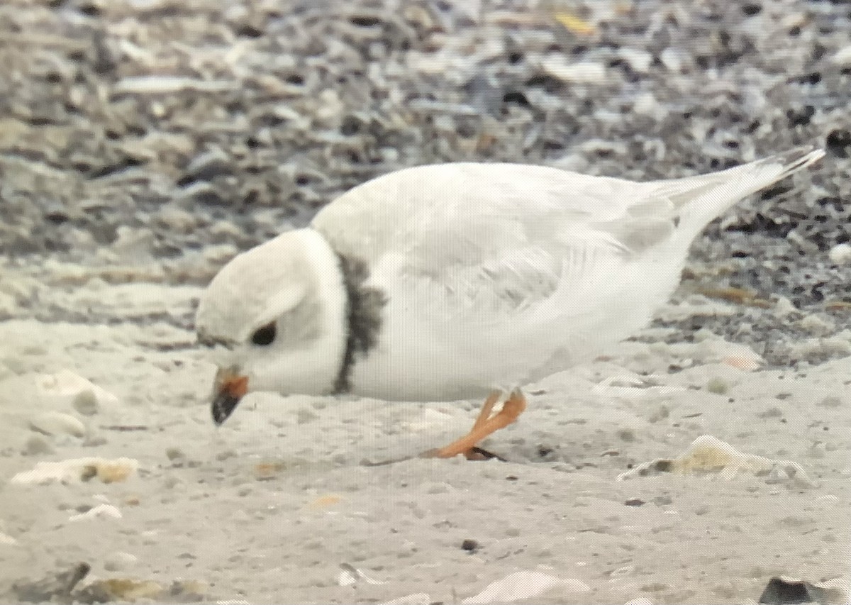 Piping Plover - ML616871720