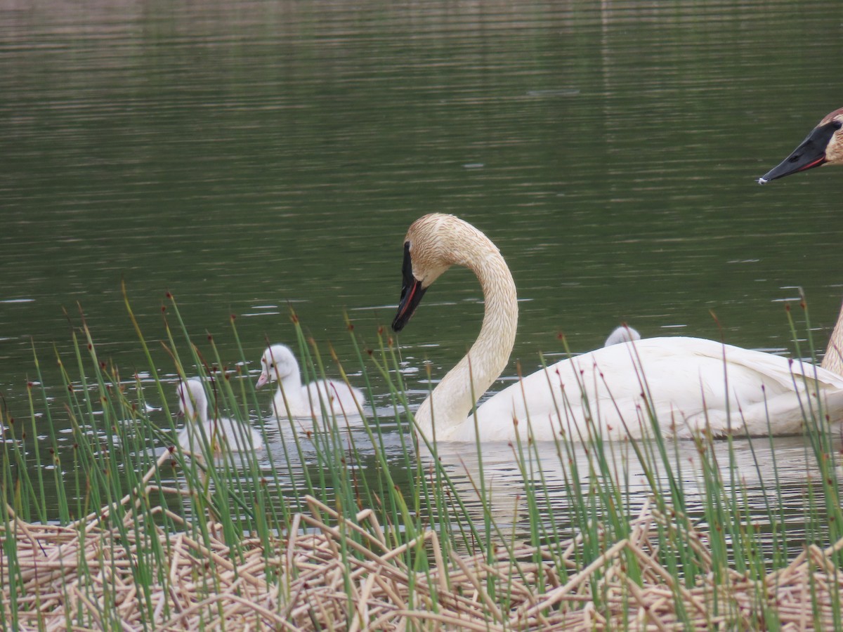 Trumpeter Swan - ML616871742