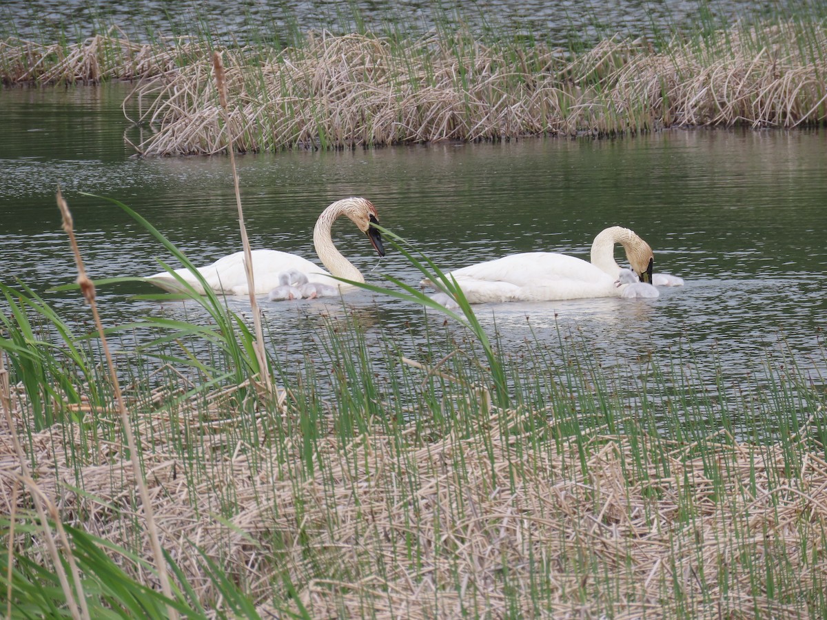 Trumpeter Swan - ML616871748