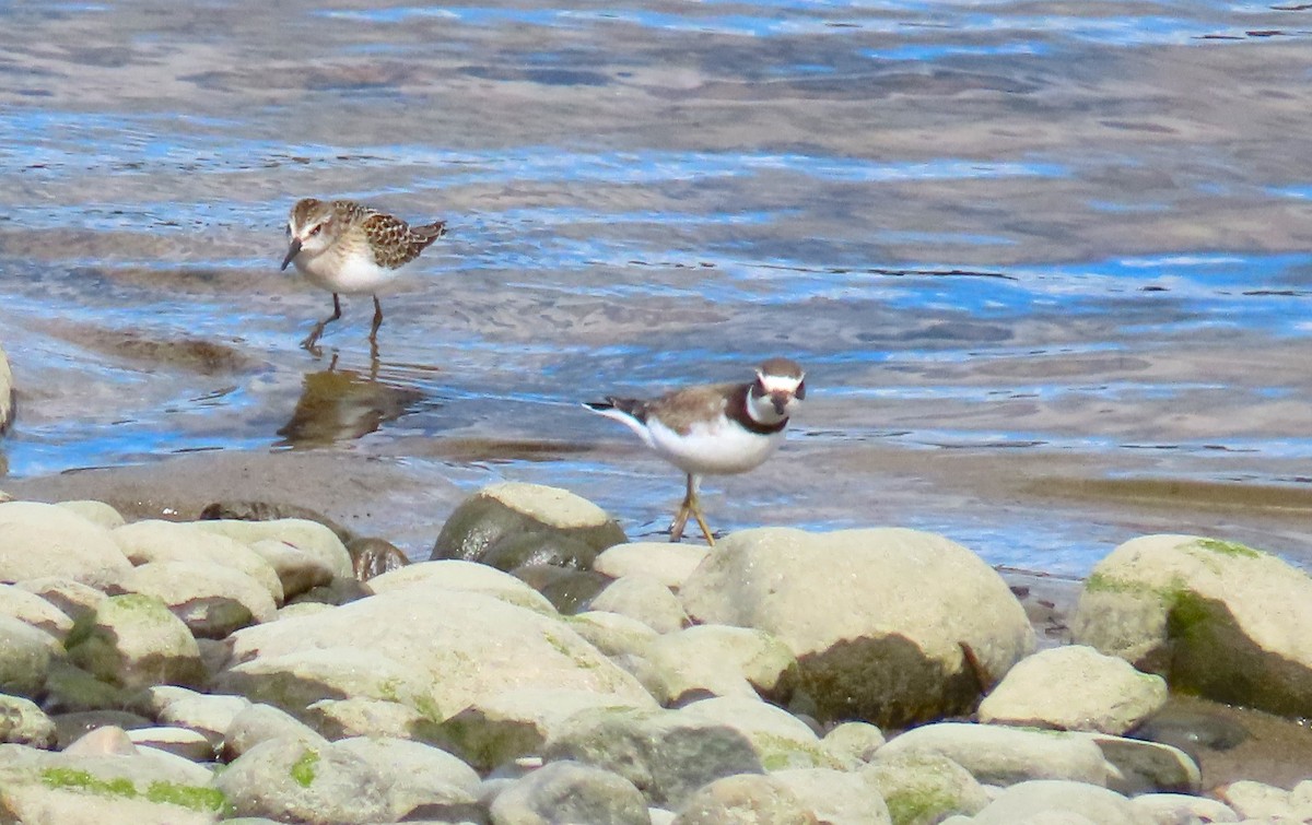 Semipalmated Plover - ML616871755