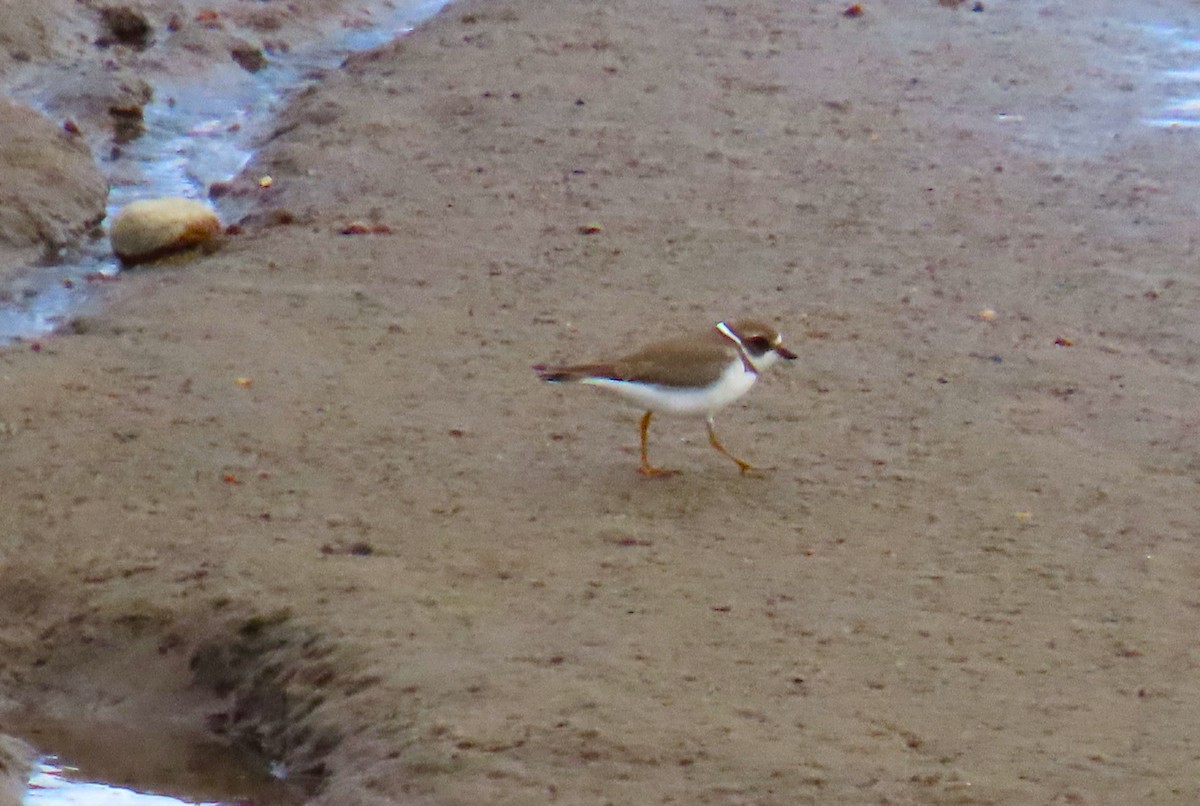 Semipalmated Plover - ML616871772