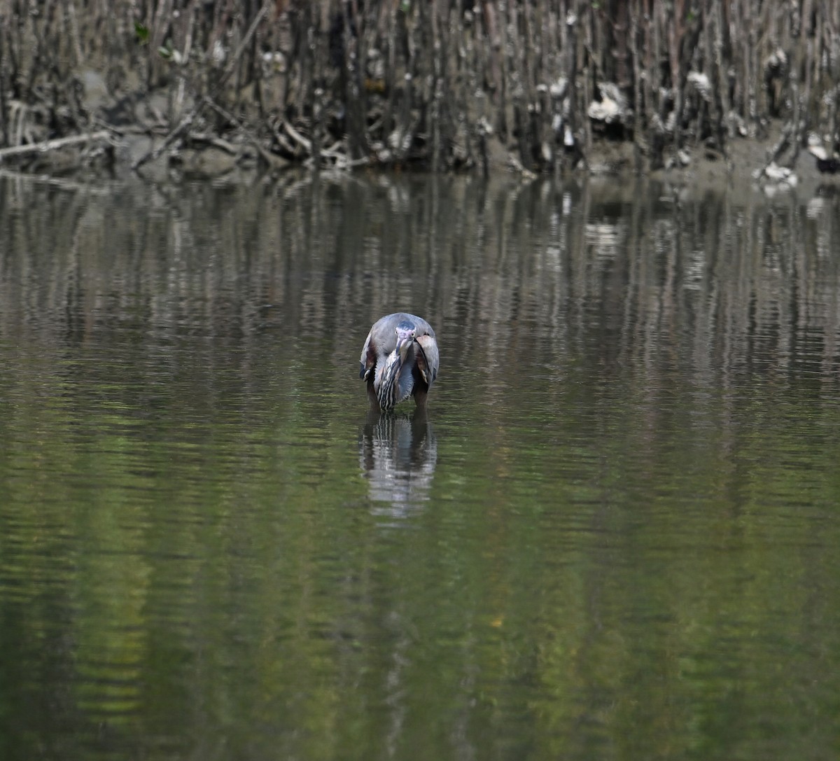 Purple Heron - ML616871779