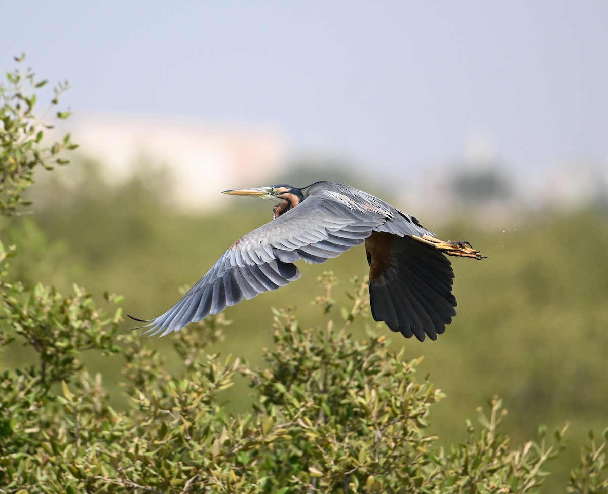 Purple Heron - ML616871781